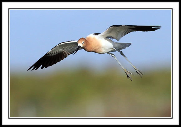 Avocet