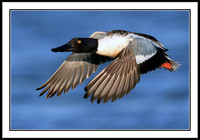 Northern Shoveler