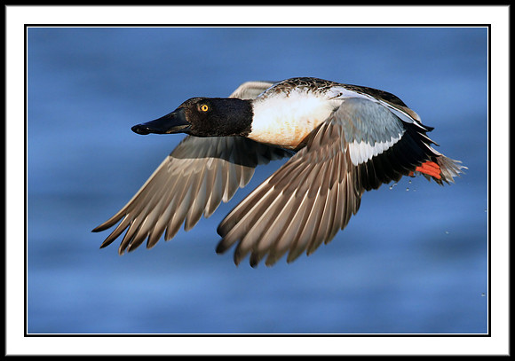 Northern Shoveler