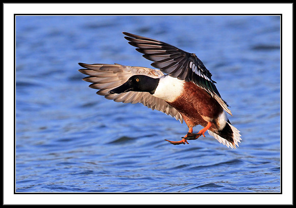 Northern Shoveler