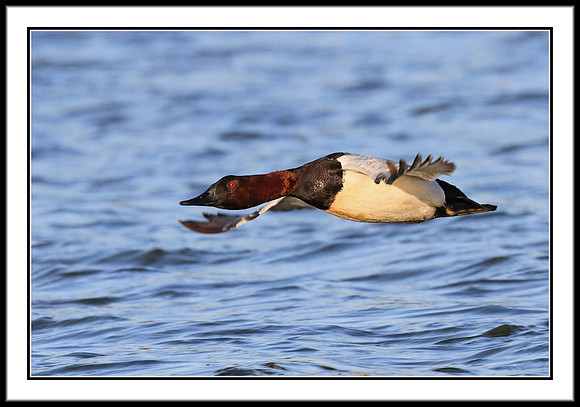 Canvasback