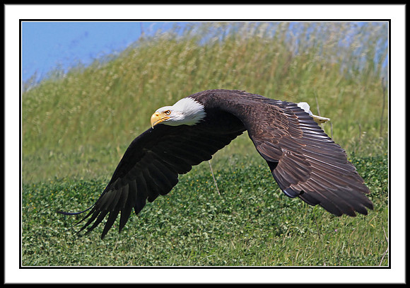 Bald Eagle