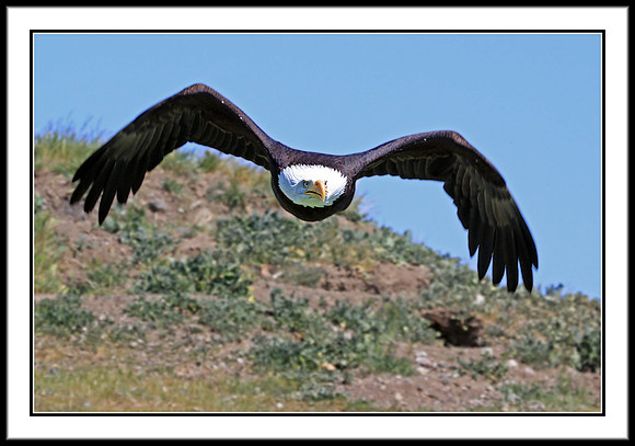 Bald Eagle