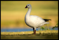Ross's Goose