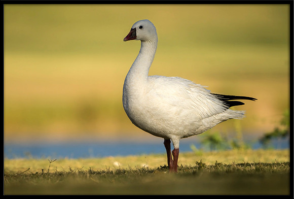 Ross's Goose
