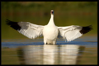 Ross's Goose