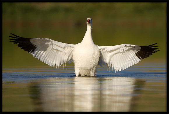 Ross's Goose
