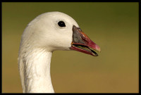 Ross's Goose