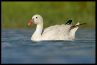 Ross's Goose