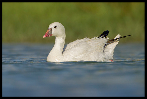 Ross's Goose