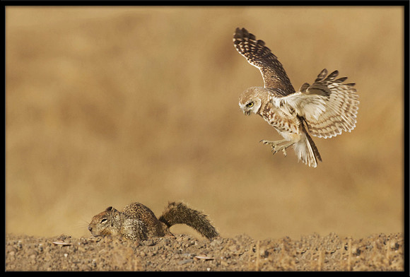 Burrowing Owl and Squirrel