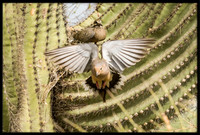 Mourning Dove nest