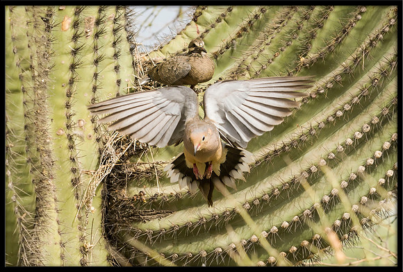 Mourning Dove nest