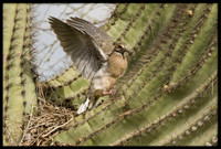 Mourning Dove nest