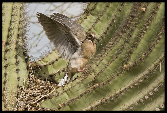 Mourning Dove nest