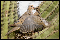 Mourning Dove nest