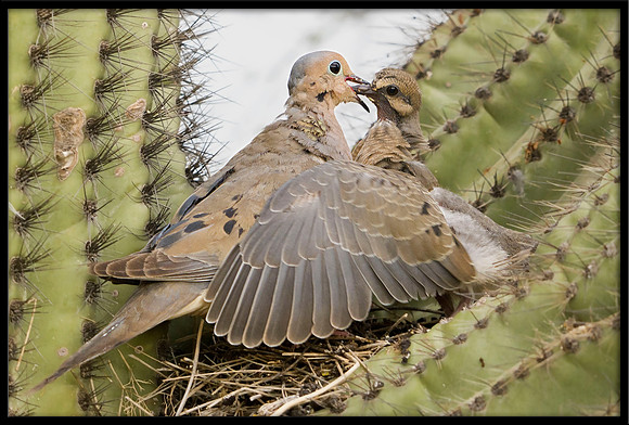 Mourning Dove nest