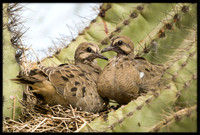 Mourning Dove nest