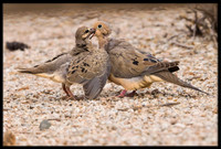 Mourning Dove nest