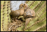 Mourning Dove nest