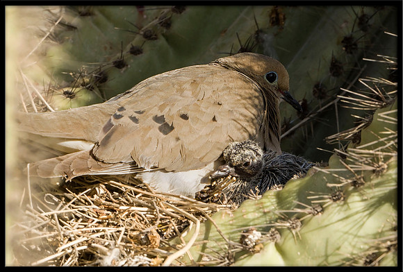 Mourning Dove nest
