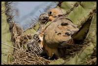 Mourning Dove nest