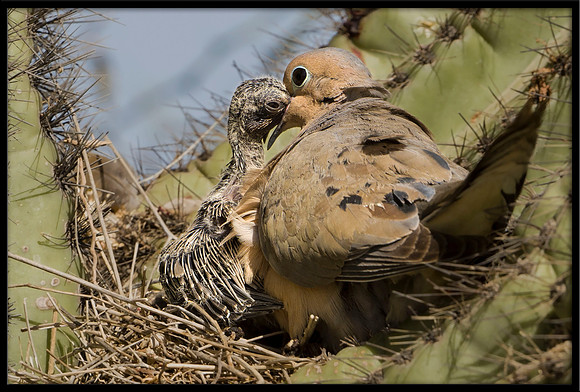 Mourning Dove nest