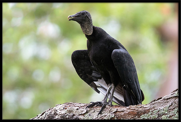 Black Vulture
