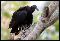 Black Vulture
