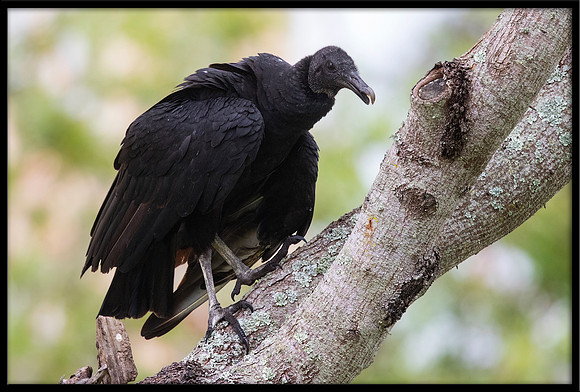 Black Vulture