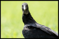 Black Vulture