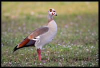Egyptian Goose