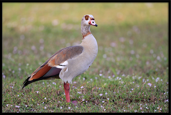 Egyptian Goose