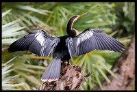Anhinga