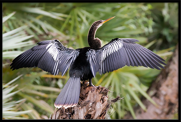 Anhinga