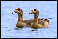 Egyptian Geese