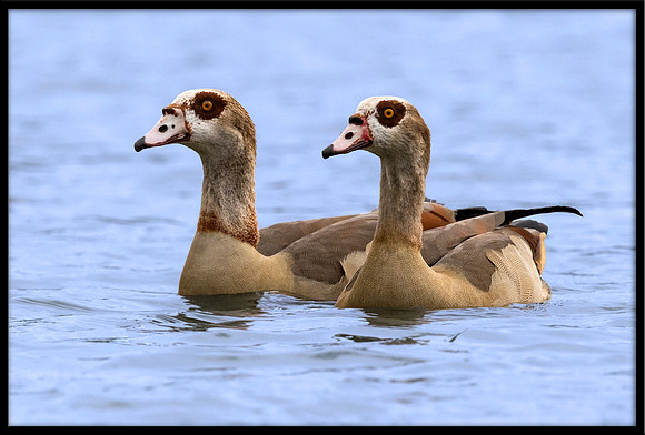 Egyptian Geese