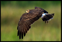 Snail Kite