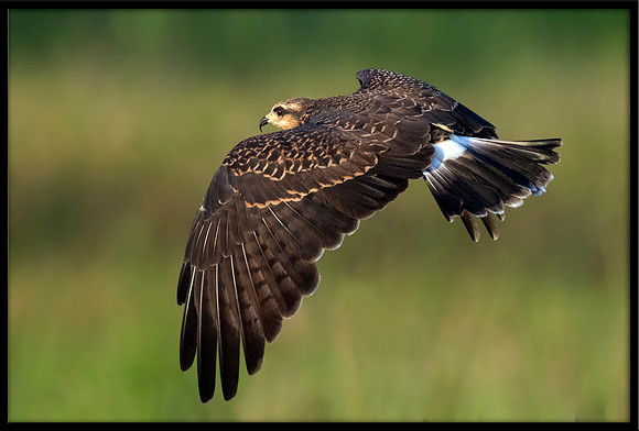 Snail Kite