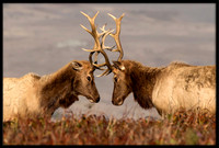 Elk
