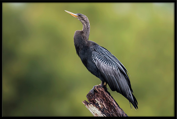 Anhinga