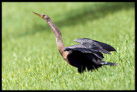 Anhinga