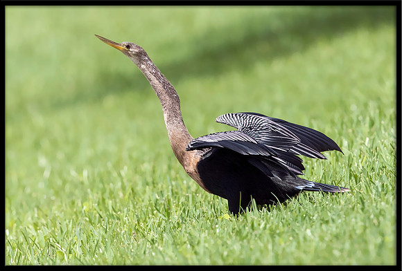 Anhinga