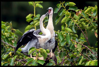 Anhinga juvies