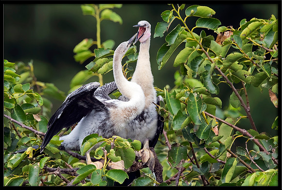 Anhinga juvies