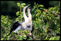 Anhinga juvies
