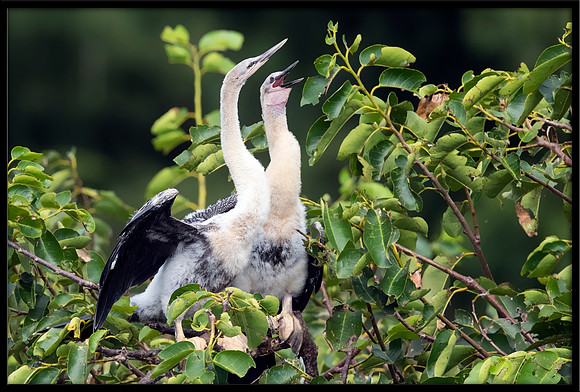 Anhinga juvies