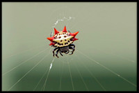 Spiders