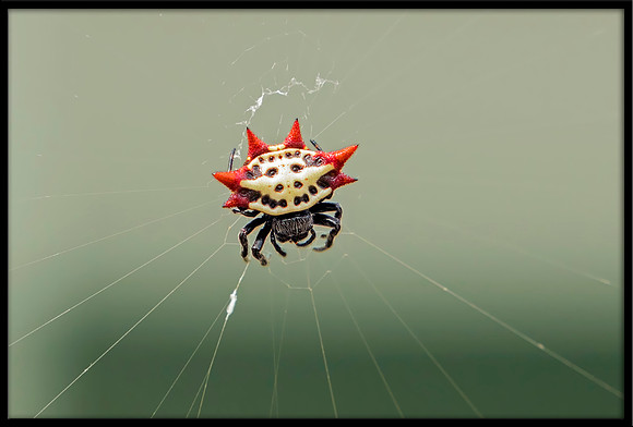 Spiny Orb-weaver Spider