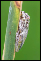 Tree Frog